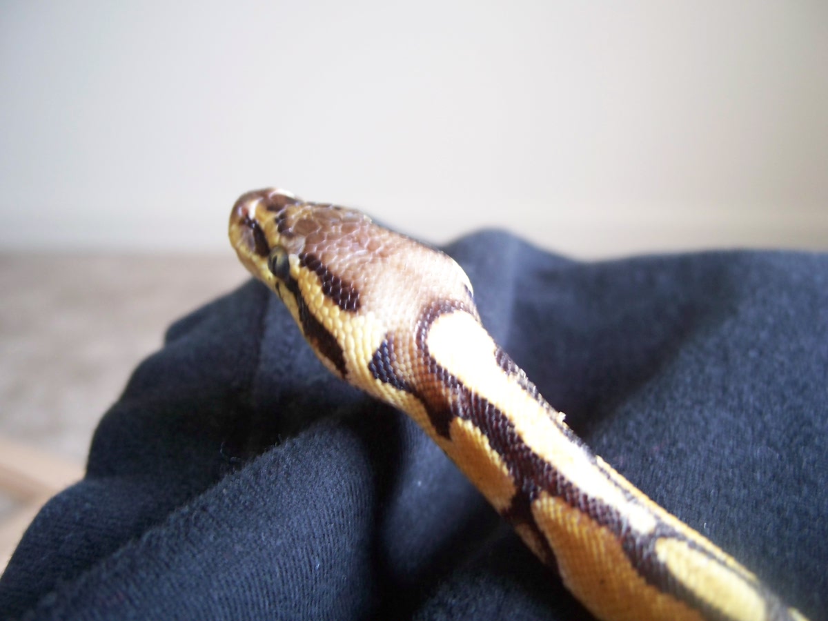 Female pastel