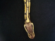 Female pastel