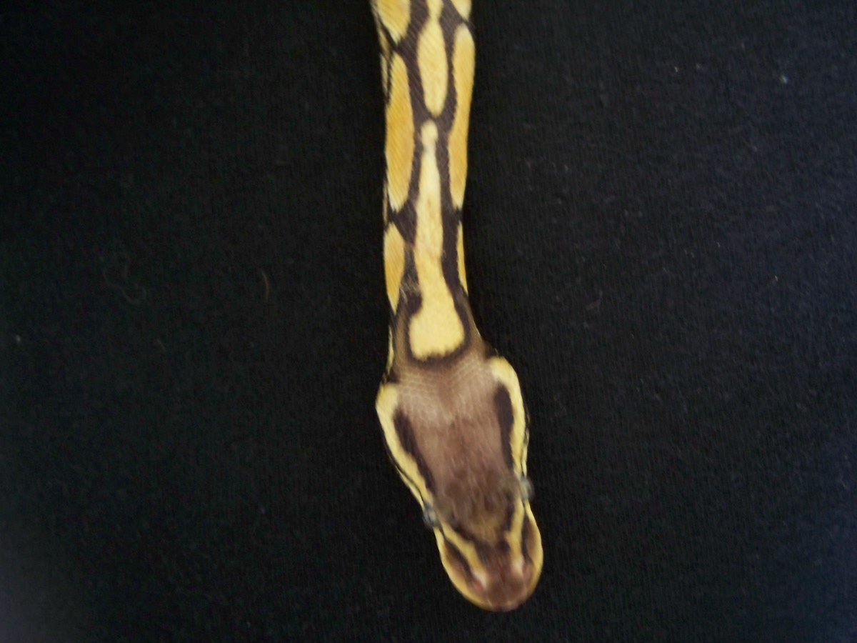 Female pastel