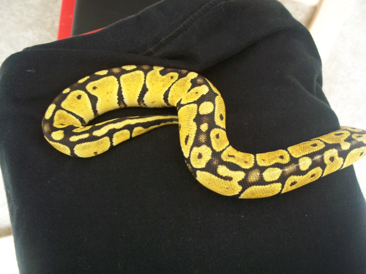 Female pastel