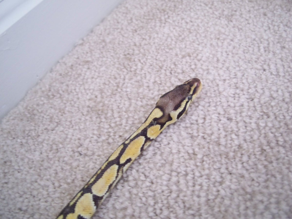 Female pastel