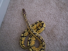Female pastel