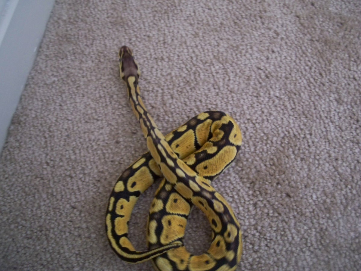 Female pastel