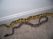 Female pastel w/ normal (in shed)
