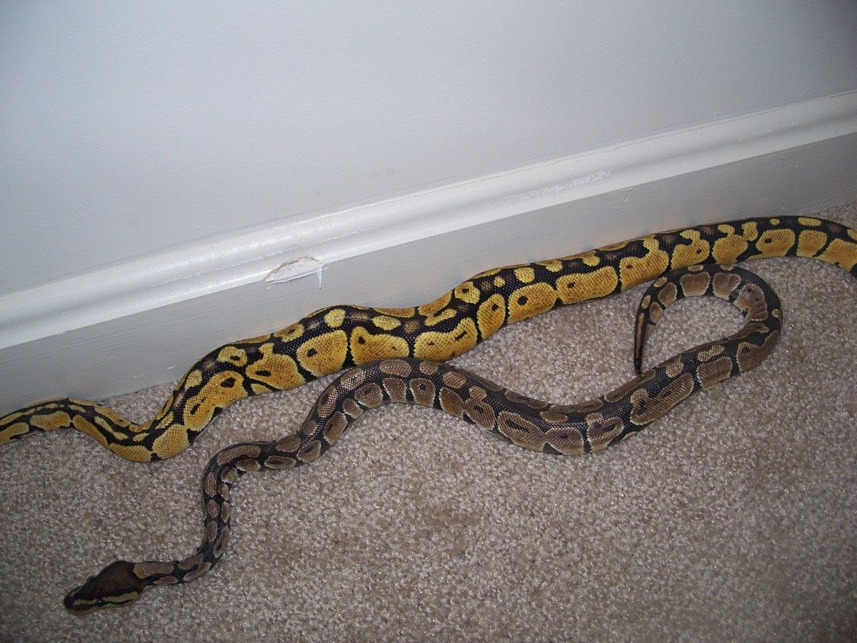 Female pastel w/ normal (in shed)