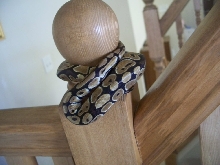 Normal ball