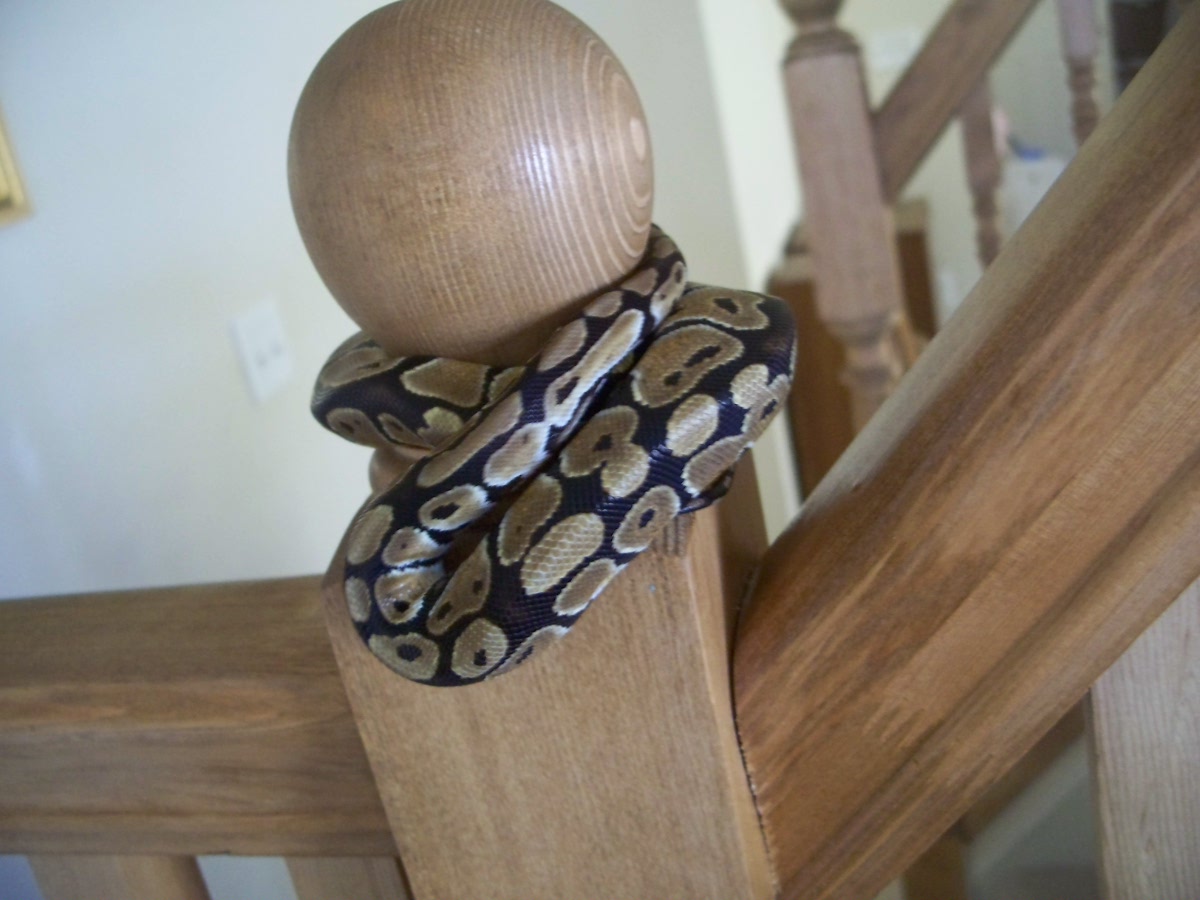 Normal ball