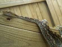 Selayar retic 05/16/07