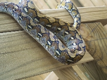 Selayar retic 05/16/07
