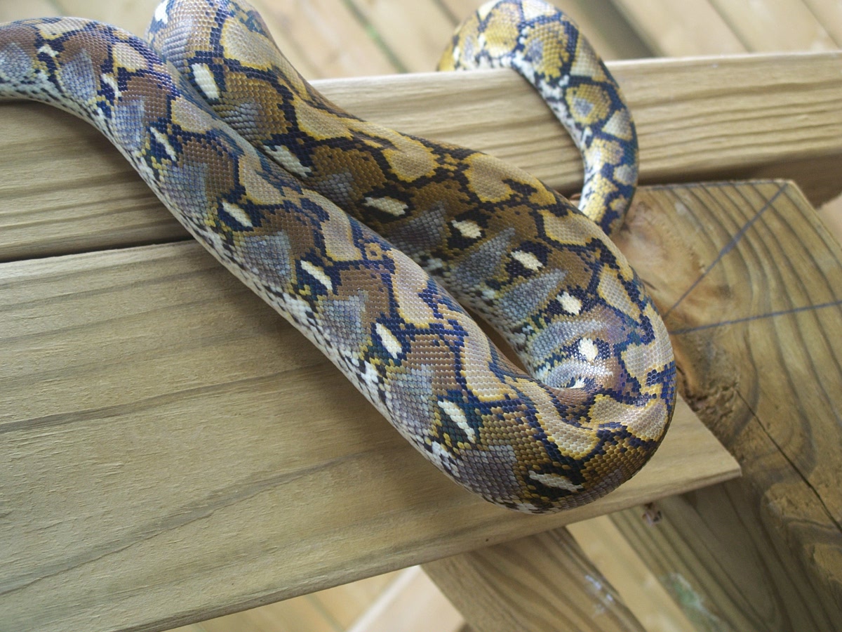 Selayar retic 05/16/07
