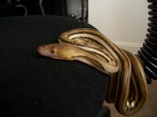 Super Tiger retic