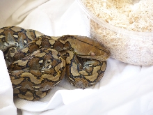 Selayar retic