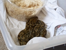 Selayar retic