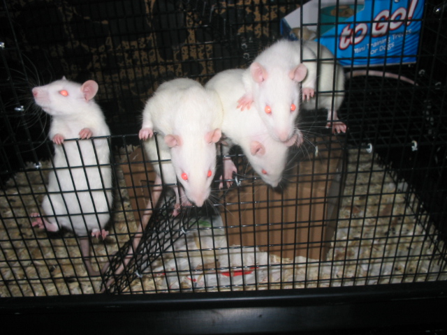 Helen's babies