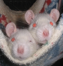 Two of Helen's babies