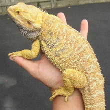 My awesome Sandfire Yellow male