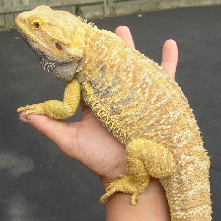 My awesome Sandfire Yellow male