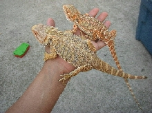 Male 5 & Female 4