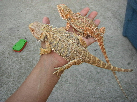Male 5 & Female 4
