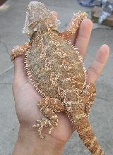 Sandfrie Red Gold X Red Flame Scarlett