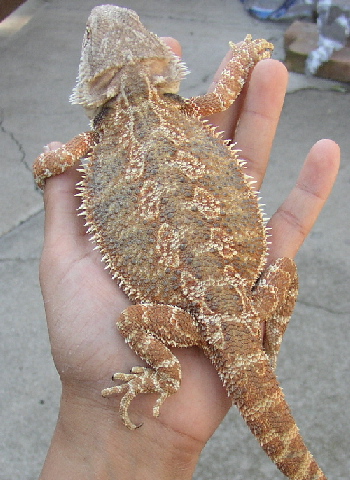 Sandfrie Red Gold X Red Flame Scarlett