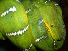 Emmy-Emerald Tree Boa