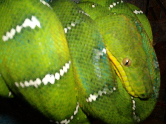 Emmy-Emerald Tree Boa