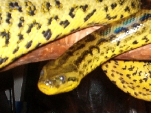 Adult Female Yellow Anaconda