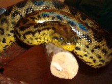 Adult Female Yellow Anaconda