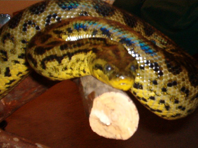 Adult Female Yellow Anaconda