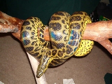 Adult Female Yellow Anaconda
