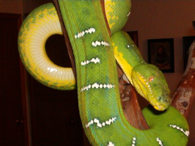 Emmy-Adult F Emerald Tree Boa