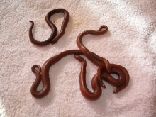 8/28/05 Rubber Boa Babies