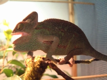 Female aggressive
