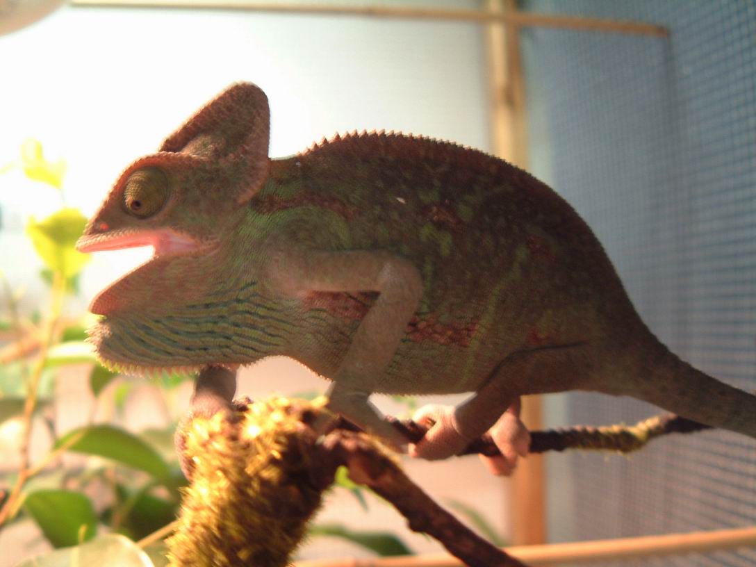 Female aggressive