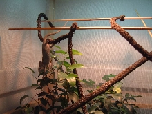 Smaller male