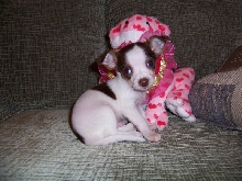 Baxter