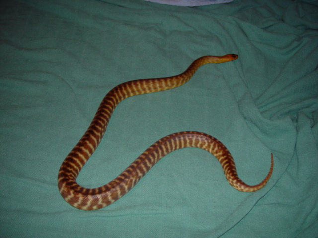 Woma Fan