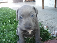 new pup