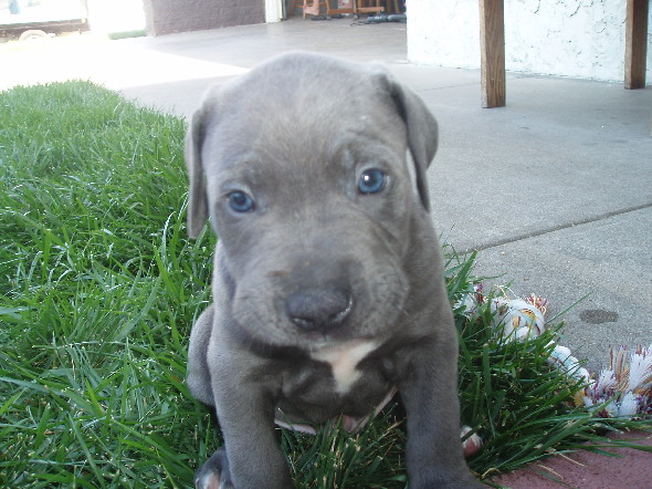 new pup