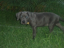 chico