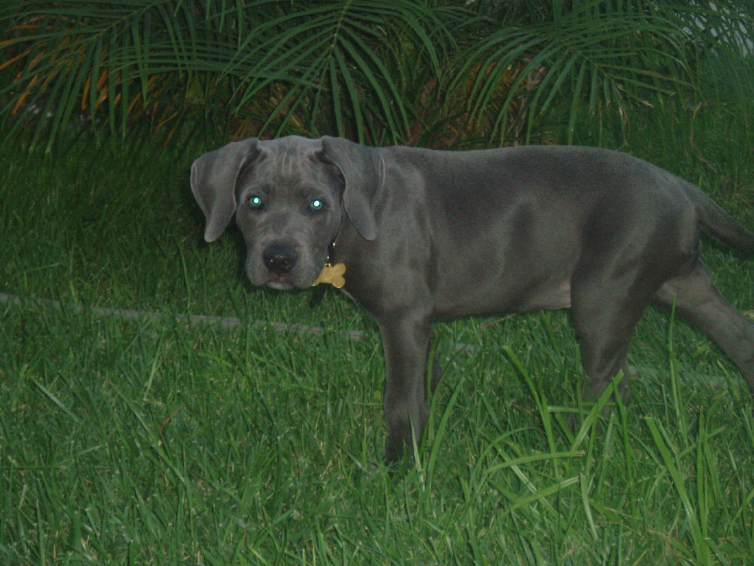 chico
