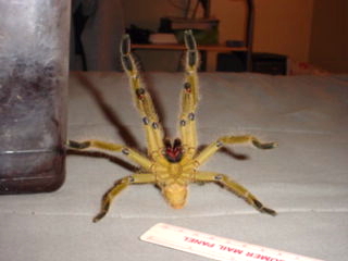 thorelli male