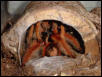 robustum mating