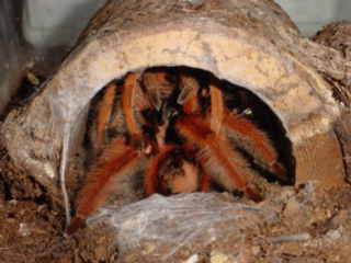 robustum mating