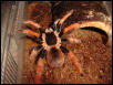 robustum female