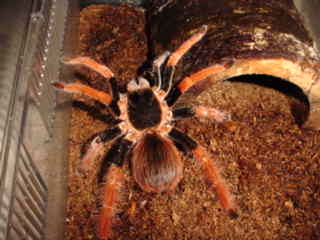 robustum female