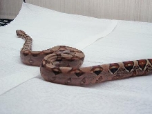 female baby