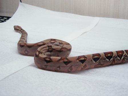 female baby