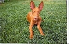 Diesel 3 1/2 months old
